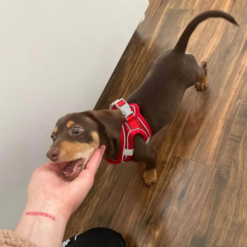 TailTribe Dachshund Reflective Harness and Leash - Image 10