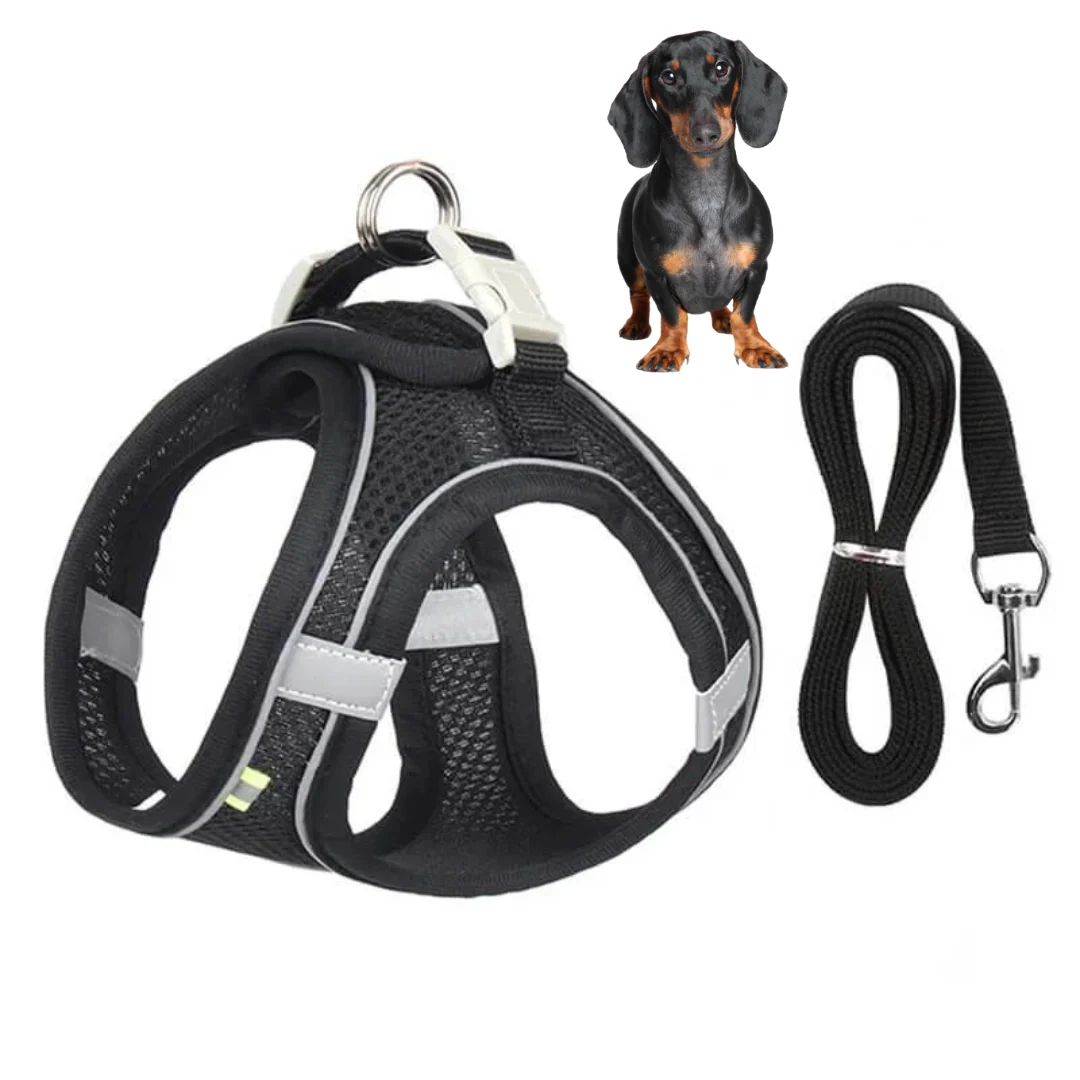 TailTribe Dachshund Reflective Harness and Leash - Image 7